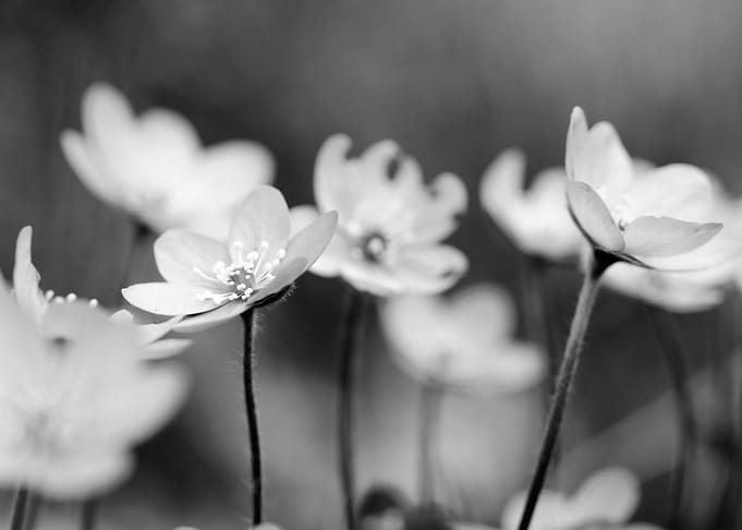 Anemone hepatica II BW