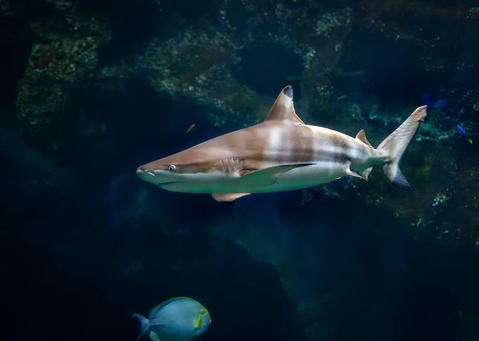 Shark