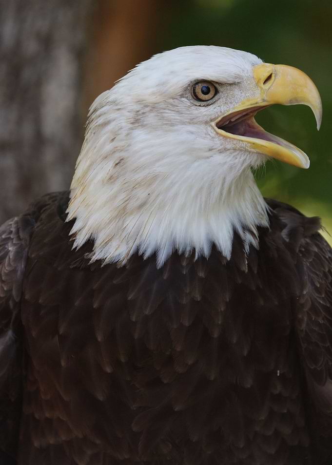 American Bald Eagle