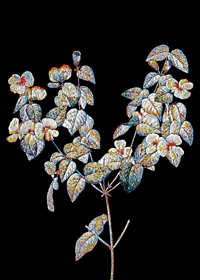 Platilobium Mosaic