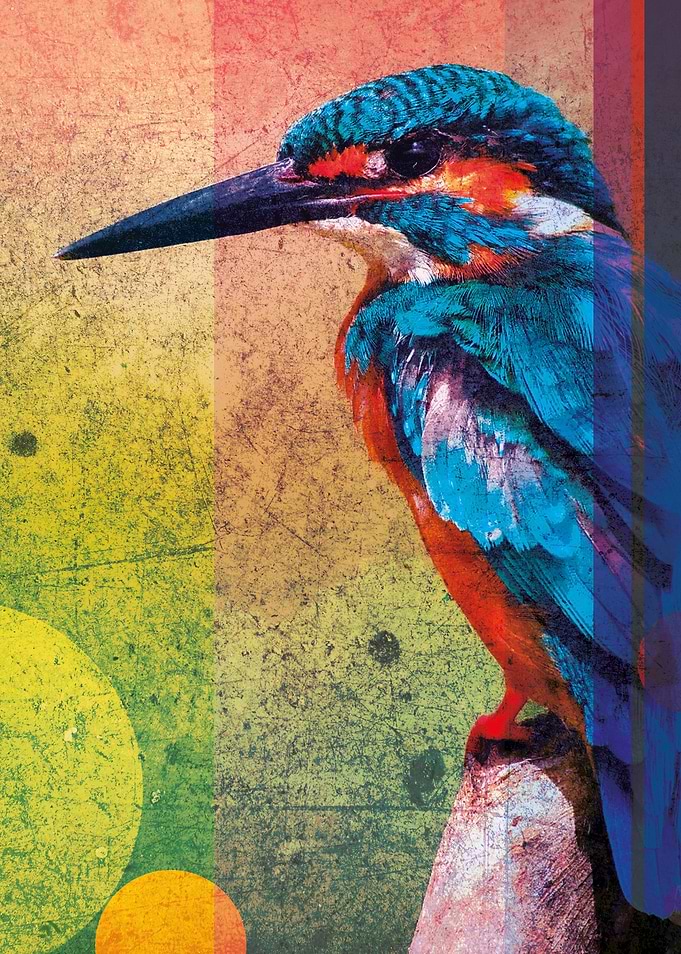 Kingfisher