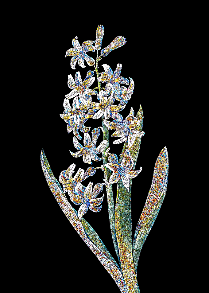 Dutch Hyacinth Mosaic