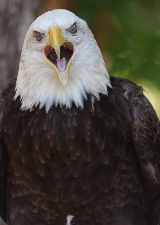 Freedom Cry