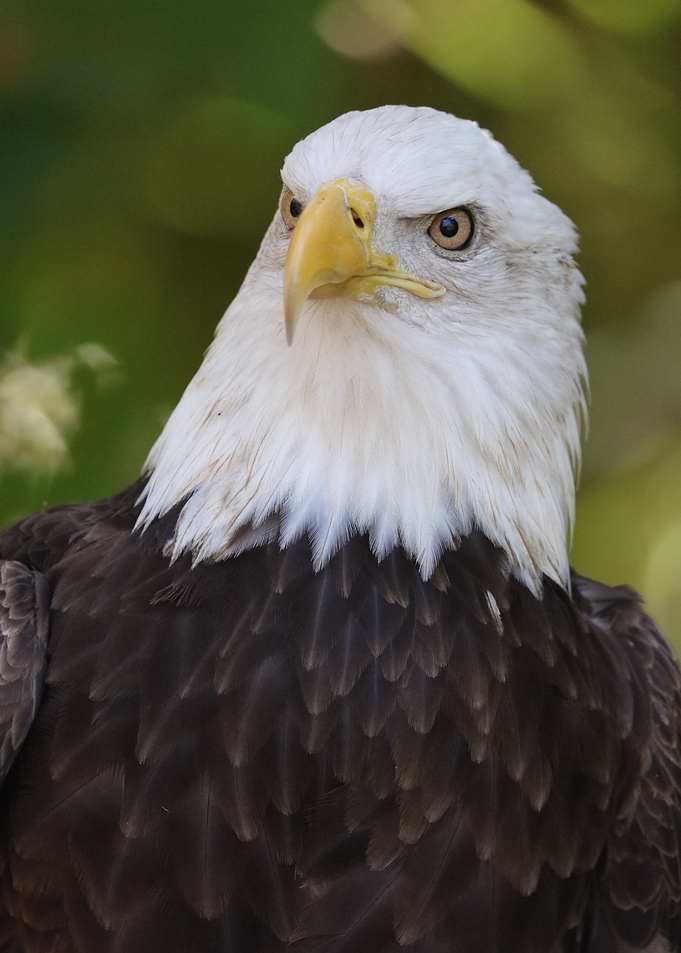 American Bald Eagle
