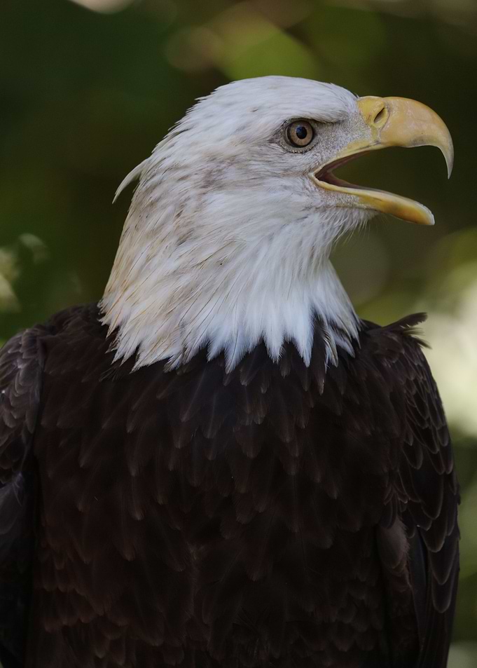 American Pride