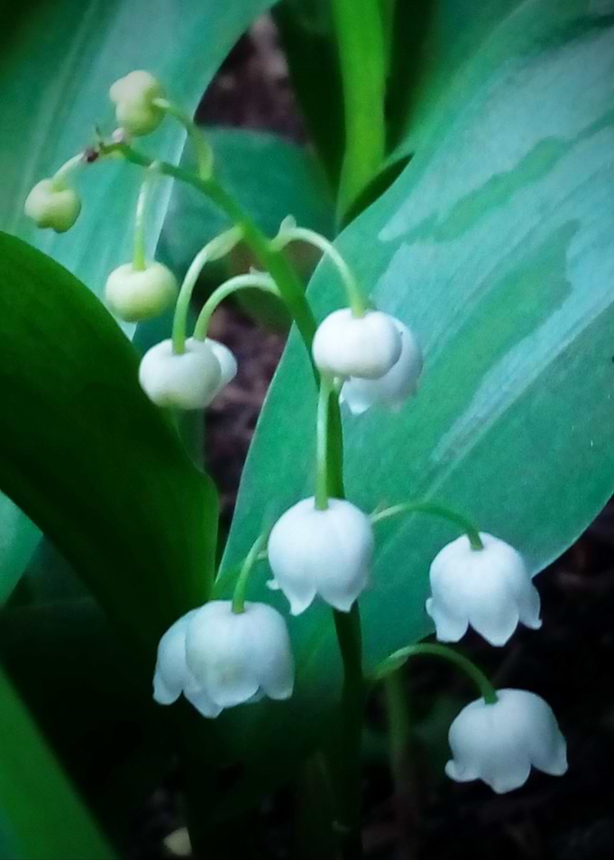 Convallaria majalis