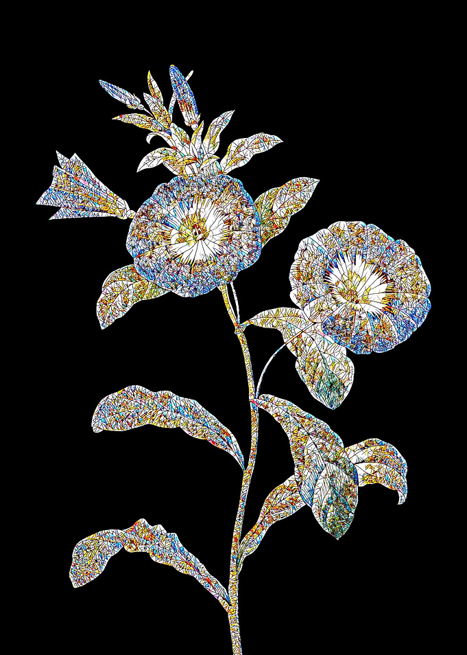 Field Bindweed Mosaic