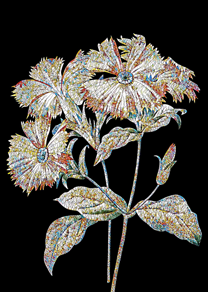 Lychnis Grandiflora Mosaic