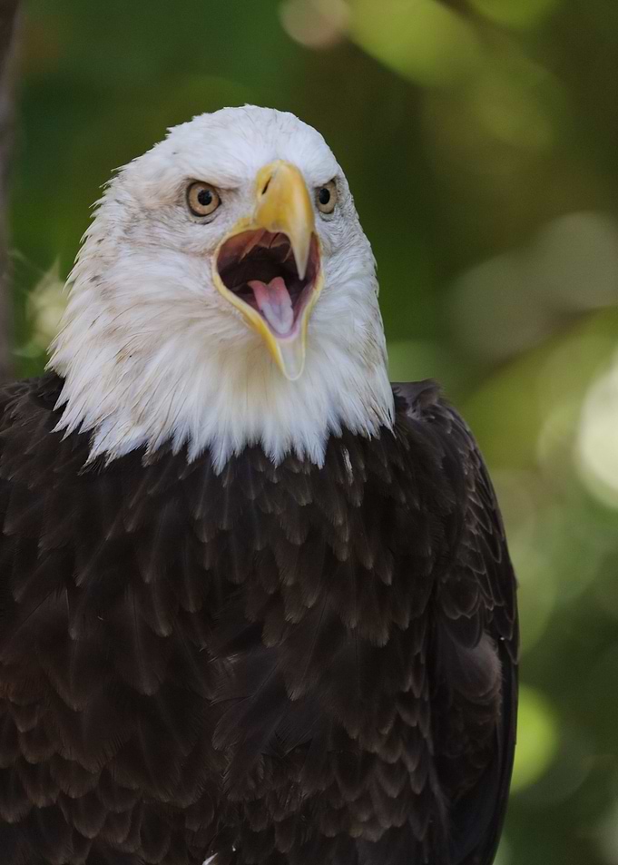 Freedom Cry