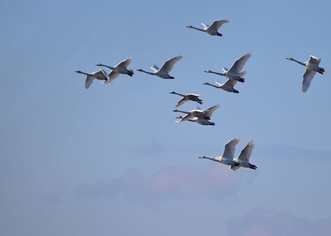Swans