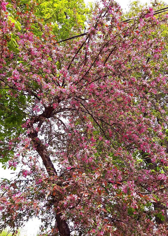 Blooming tree