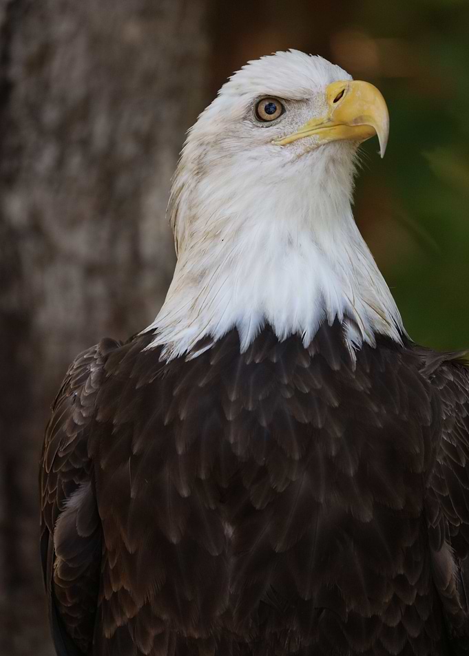 American Pride