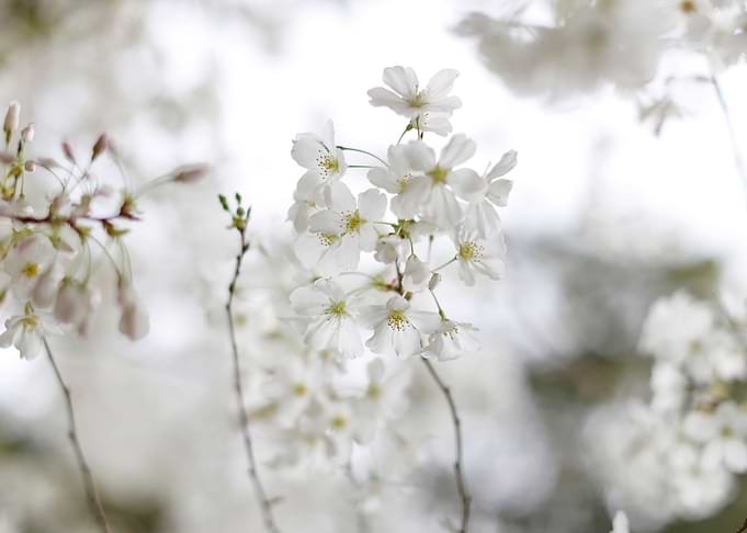 white sakura