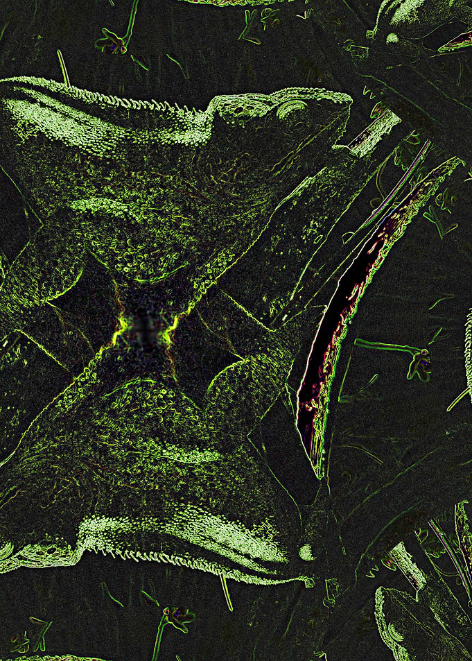 Cameleon Fractal
