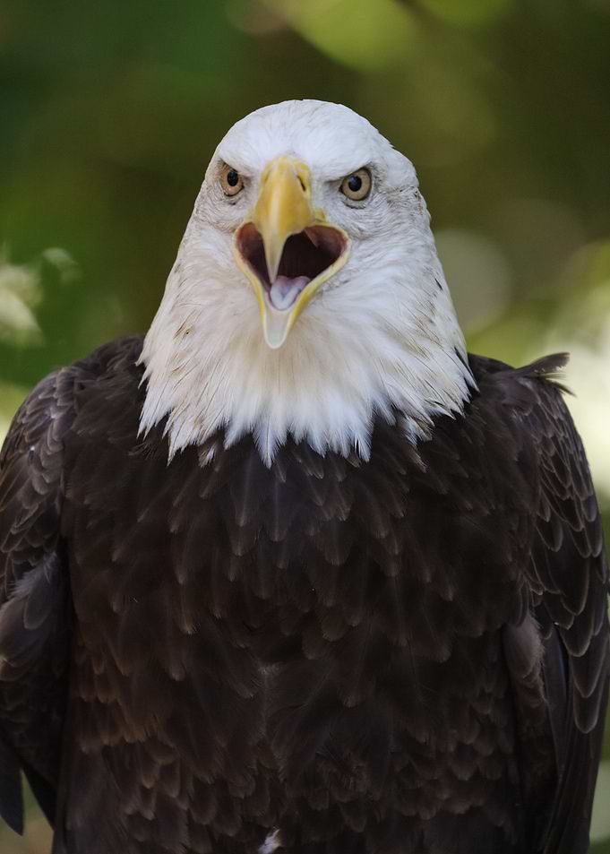Freedom Cry