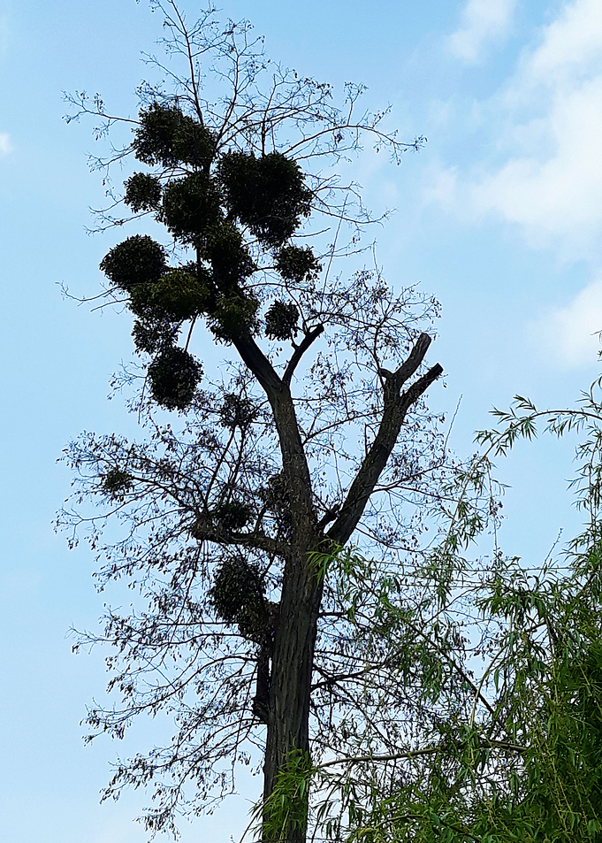 Birds housing