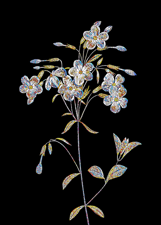 Phlox Mosaic