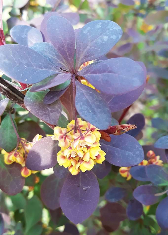 Flowers in the park