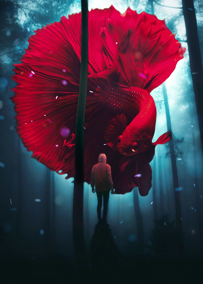 Red halfmoon betta fish