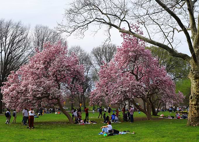 Spring Picnic