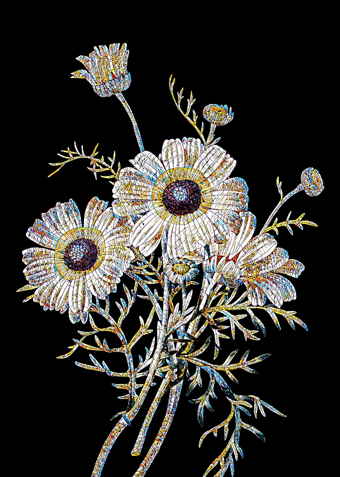 Crysanthemum Mosaic