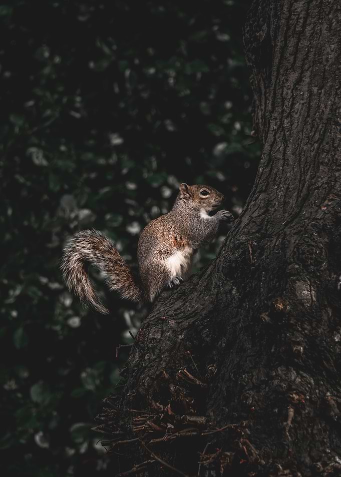 Squirrel with a nut