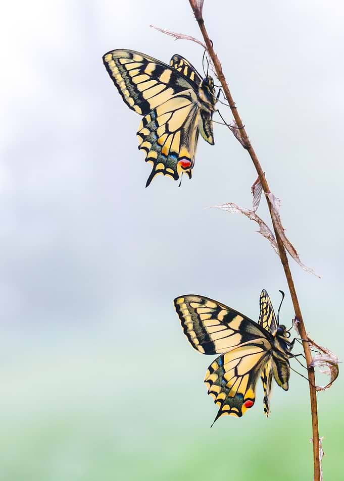 Two butterflies