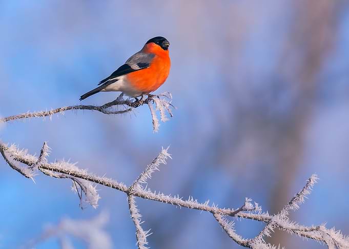 Bullfinch at winter