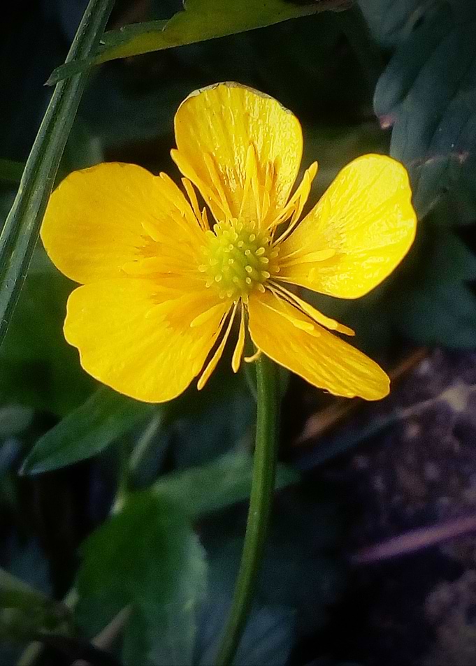 Ranunculus repens