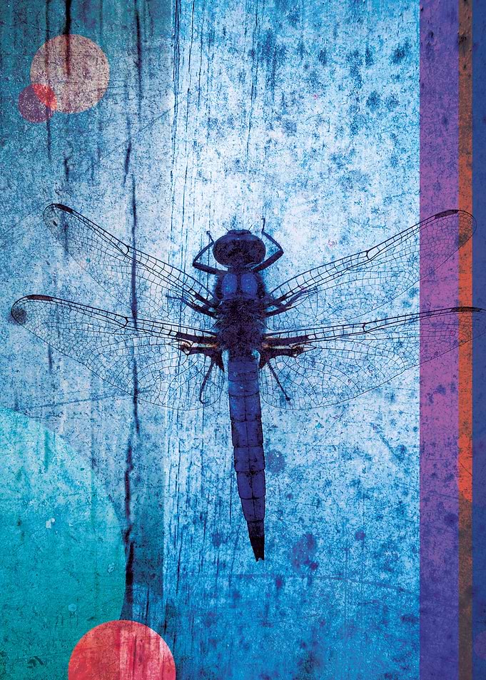 Dragonfly