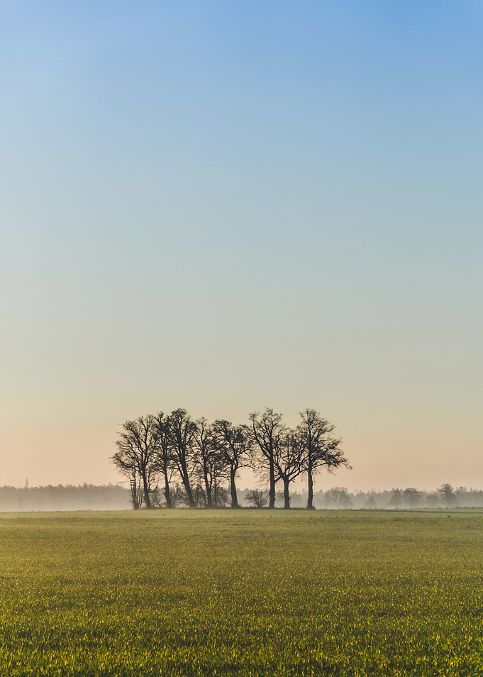 Group of trees on field