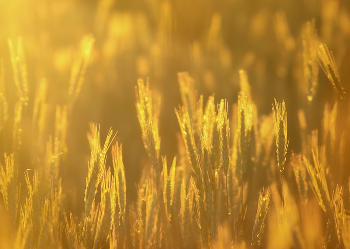 Golden fields