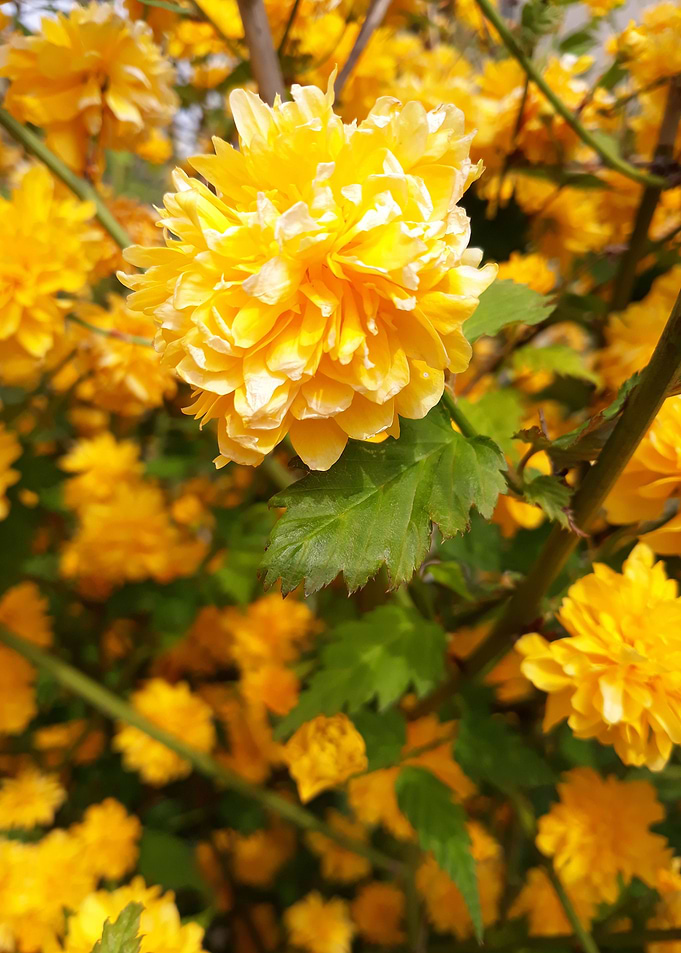 Blooming love