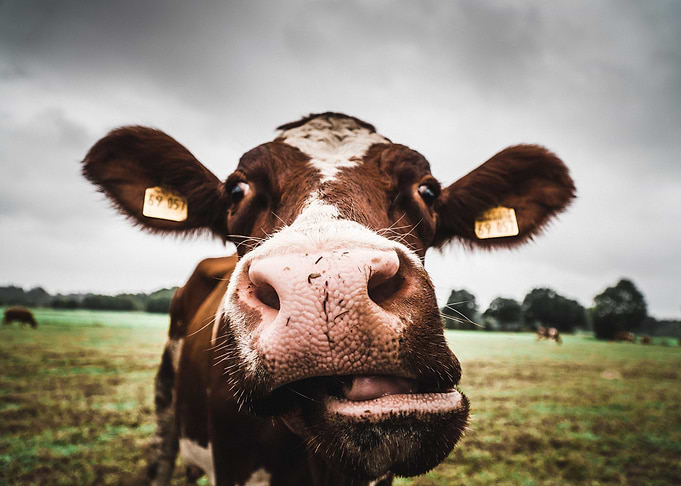 Curious Cow