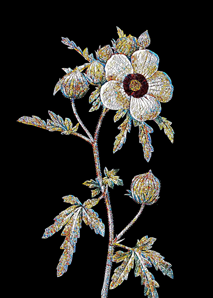 Venice Mallow Mosaic