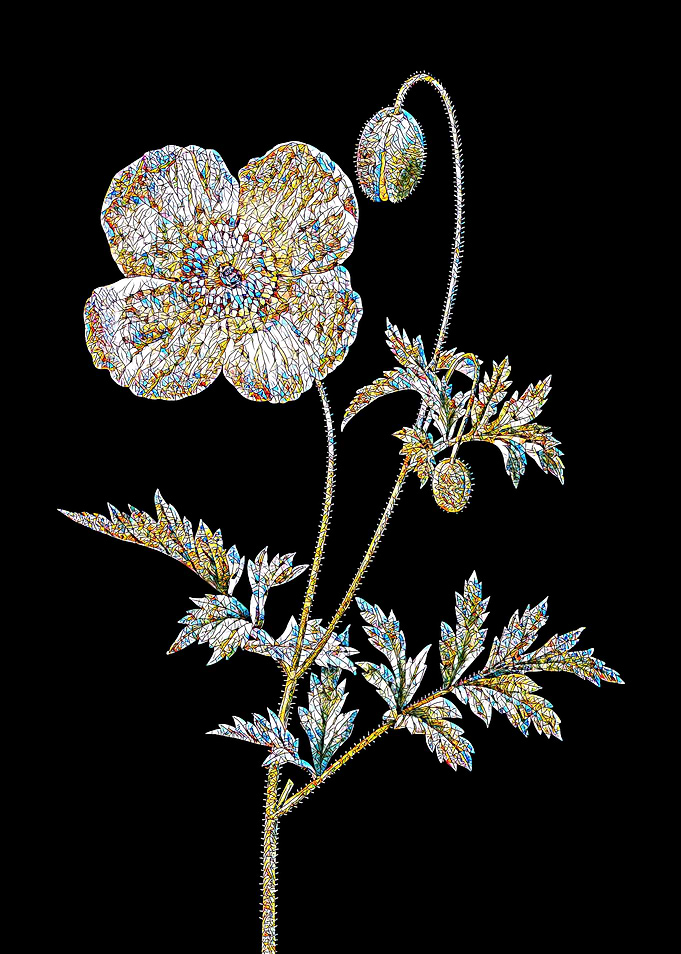 Welsh Poppy Mosaic