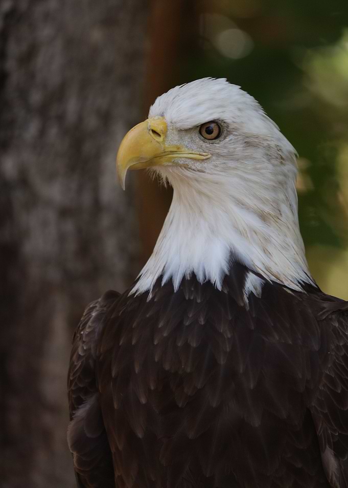 The American Bald Eagle
