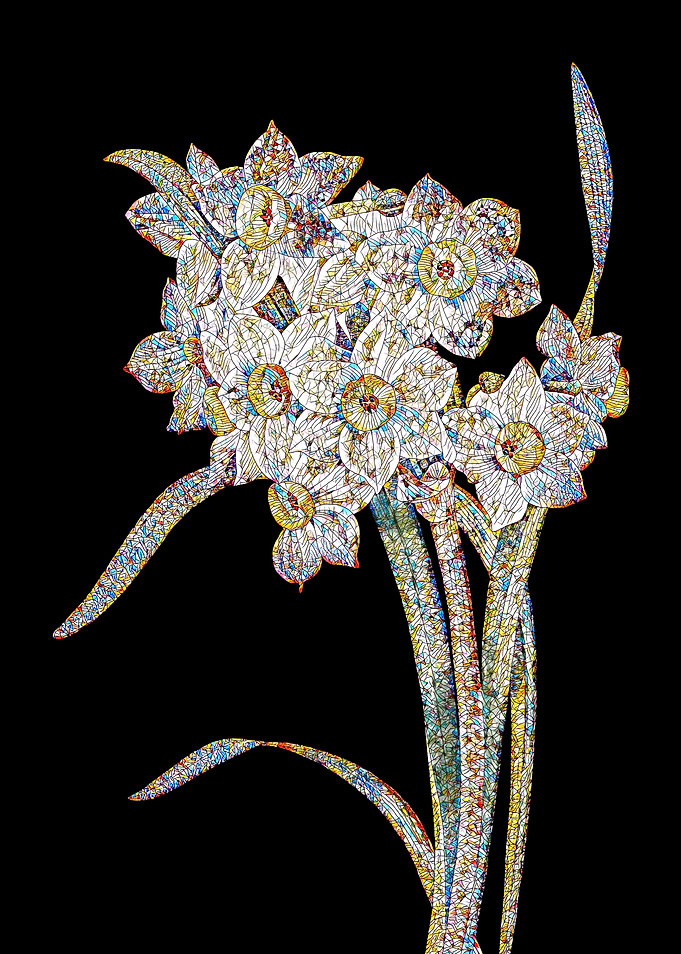 Bunch Flowered Daffodil Mo
