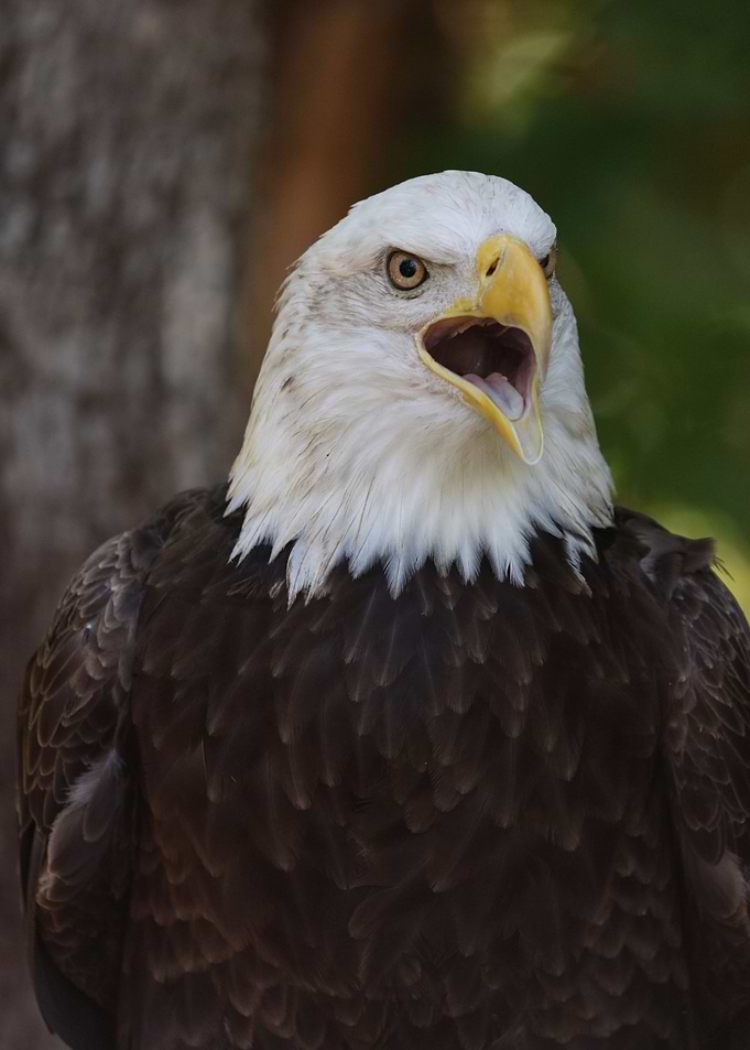 Freedom Cry