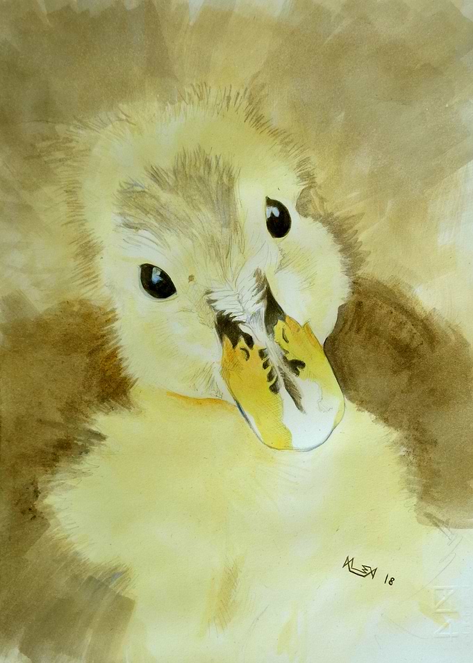 Innocent Eyes - Duck