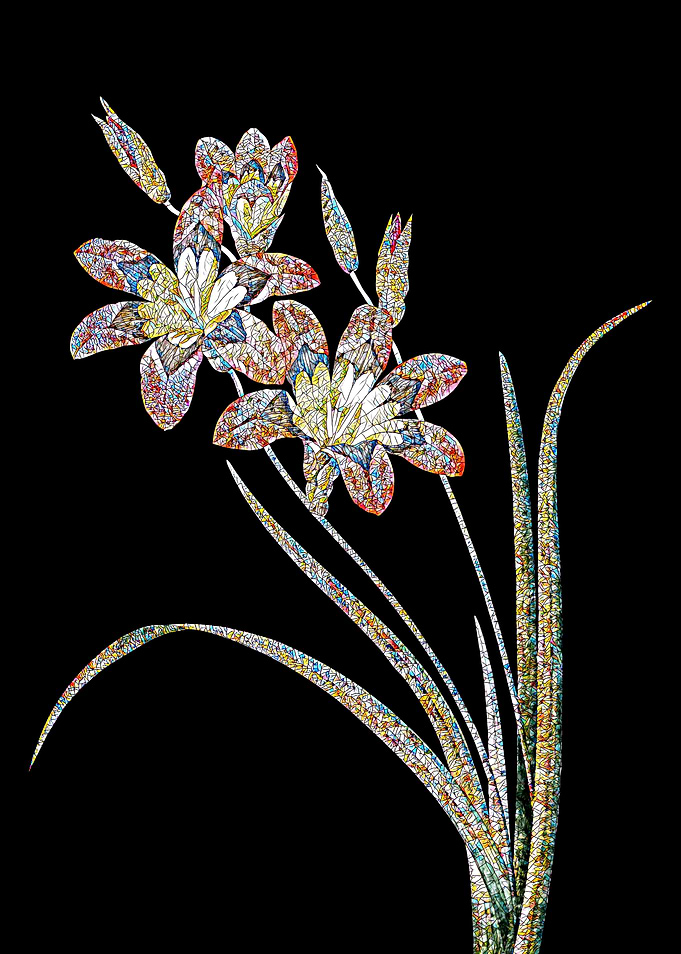 Ixia Tricolore Mosaic