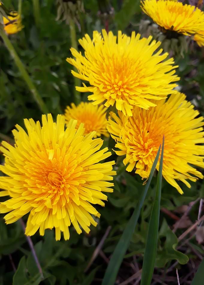 Dandelion 3