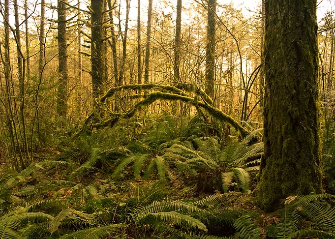 Forest Fern