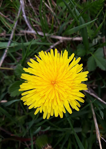 Dandelion 4