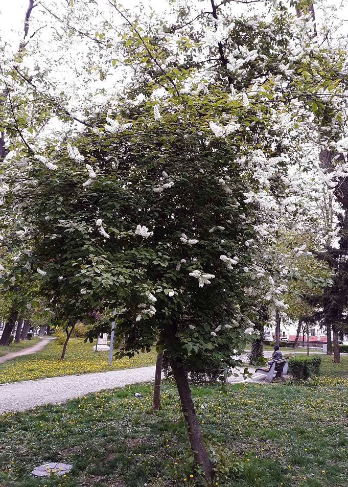 Spring has come