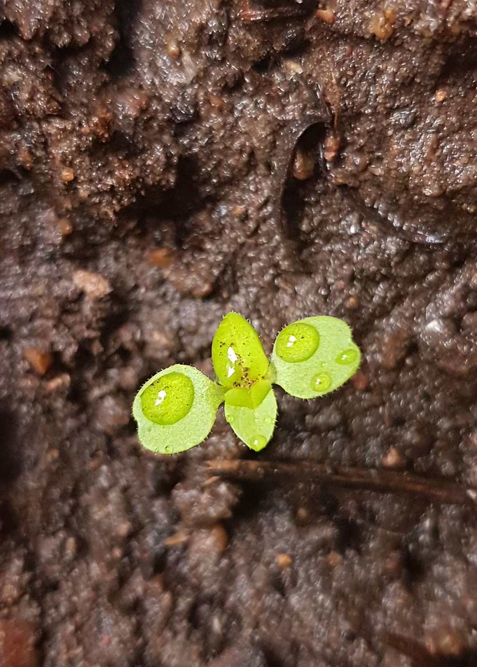 Baby Basil