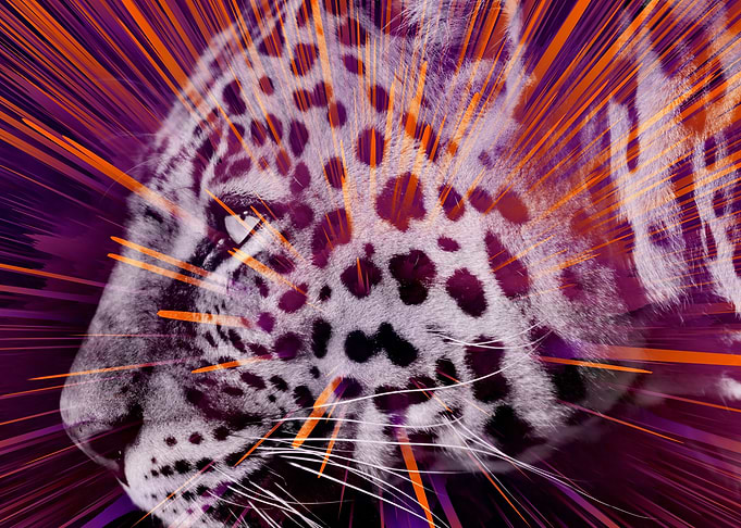 Leopard pop 2