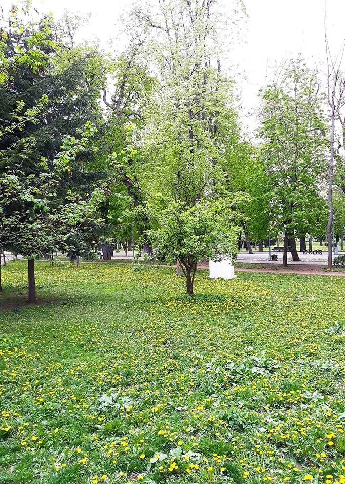 Young trees in april