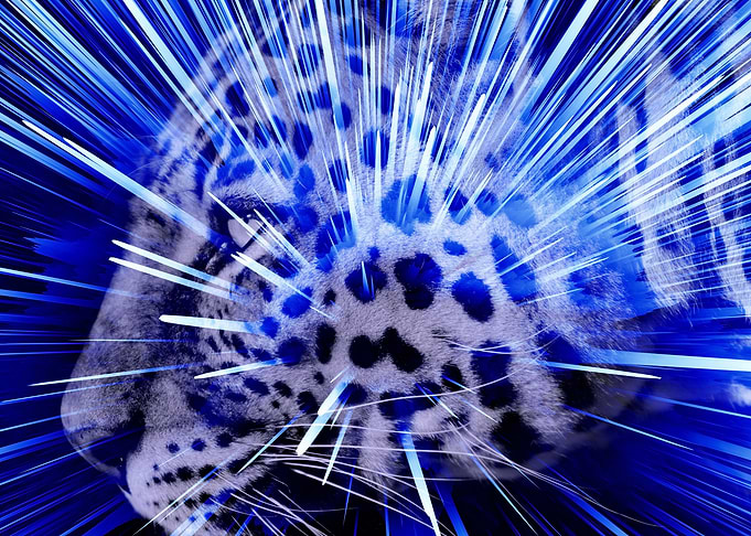 Leopard pop 4