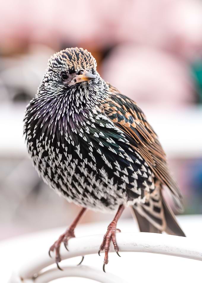 bird 2